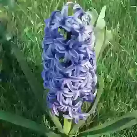 Blue Jacket